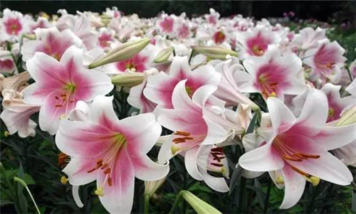 插花花材，你應(yīng)該這樣挑