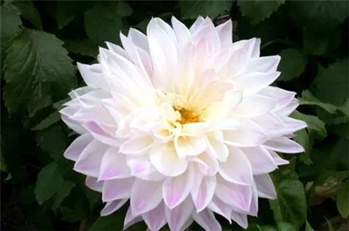 插花花材，你應(yīng)該這樣挑