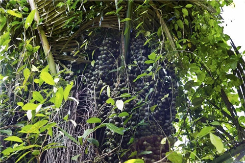  雨林谷：一個(gè)原生態(tài)的熱帶雨林植物的王國(guó)