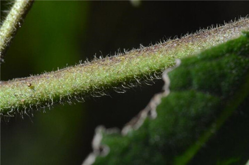 浙江省縉云大洋山發(fā)現(xiàn)植物新物種
