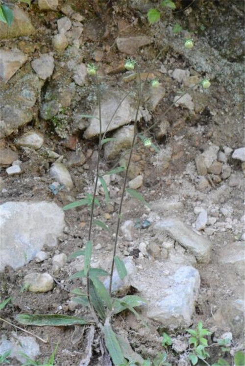 浙江省縉云大洋山發(fā)現(xiàn)植物新物種