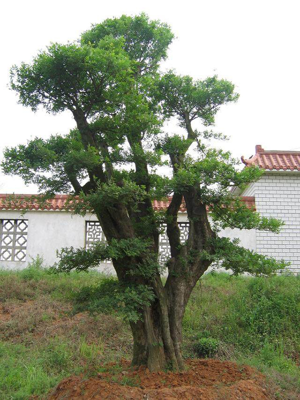適合庭院的10種經典高顏值主景觀樹木