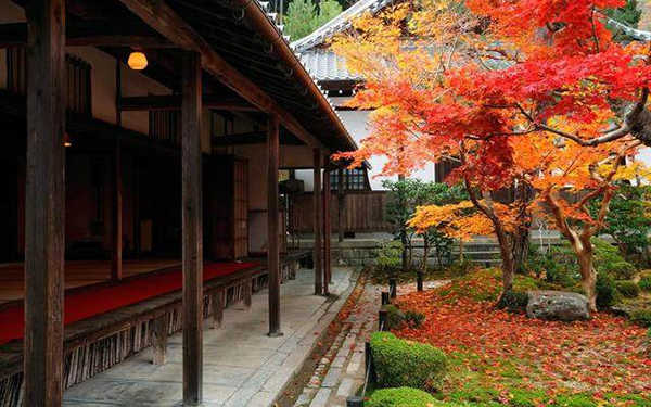 適合庭院的10種經(jīng)典高顏值主景觀樹木