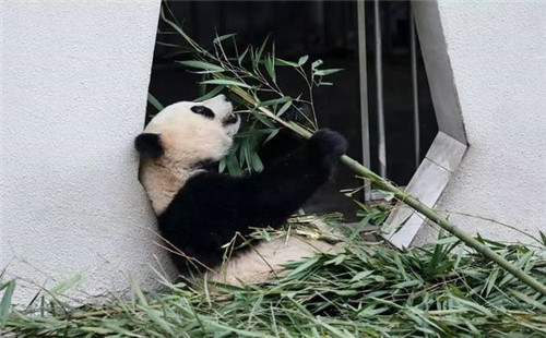 大熊貓國家公園真是太大了