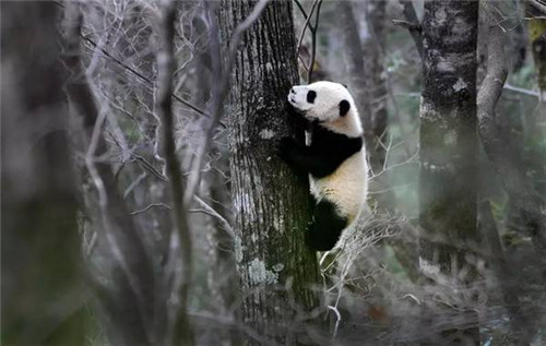 大熊貓國家公園真是太大了