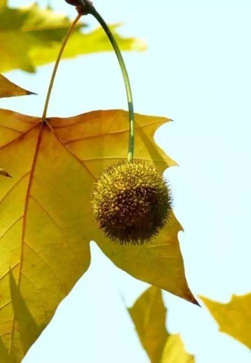 植物百科｜法國(guó)梧桐