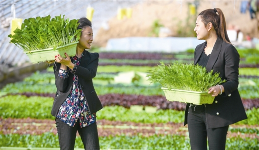 天津：花卉市場“盆栽蔬菜”添新意