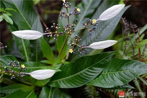 廣東僅存3株這種植物已極度瀕危
