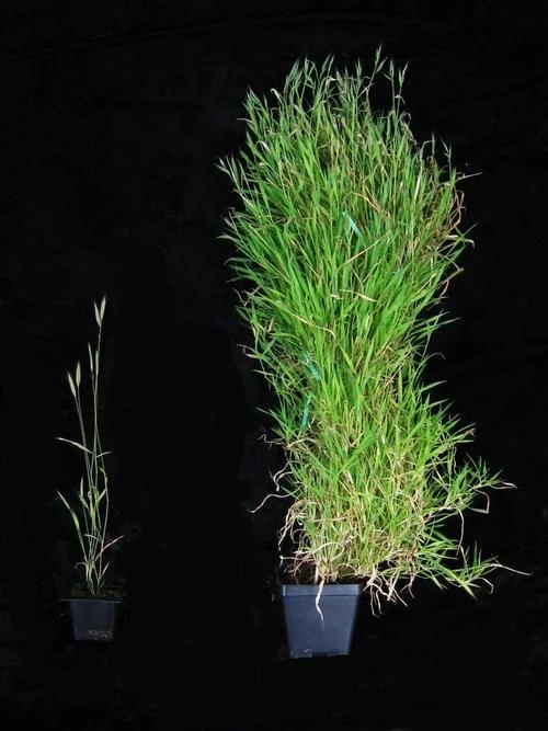 植物有隱藏的記憶？