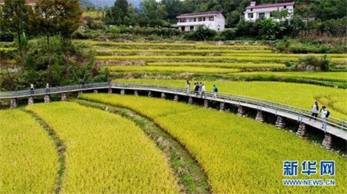 陜西佛坪：鳥瞰生態(tài)水稻公園