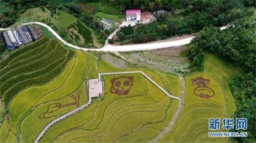 陜西佛坪：鳥瞰生態(tài)水稻公園