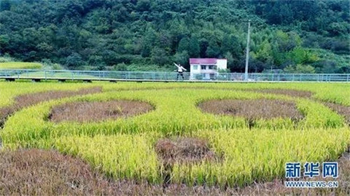 陜西佛坪：鳥瞰生態(tài)水稻公園