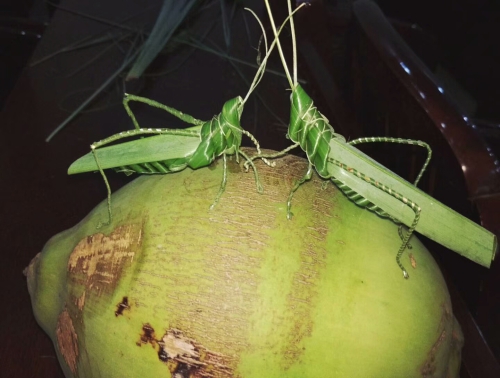 版納植物園將舉辦2017年棕櫚主題科普活動
