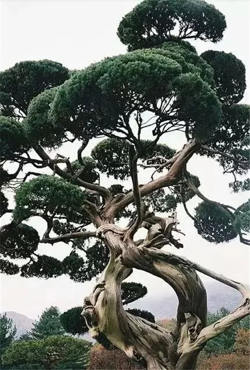 這些千年古樹，都是寶物啊