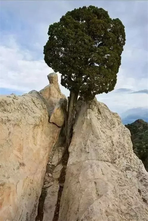 這些千年古樹，都是寶物啊