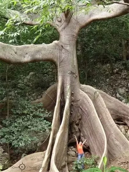這些千年古樹，都是寶物啊