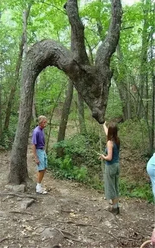 這些千年古樹，都是寶物啊