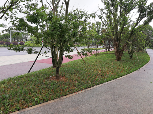 園冶杯專業獎：梅溪湖路西延線道路景觀設計