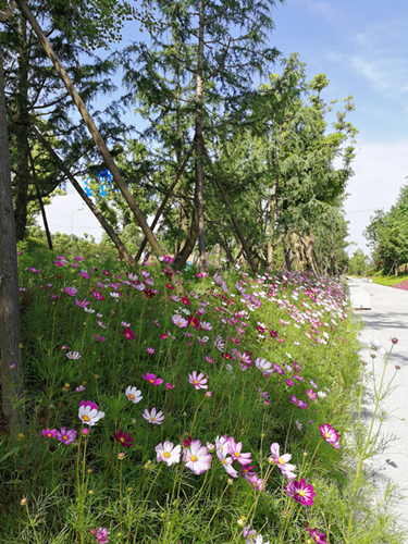 園冶杯專業獎：梅溪湖路西延線道路景觀設計