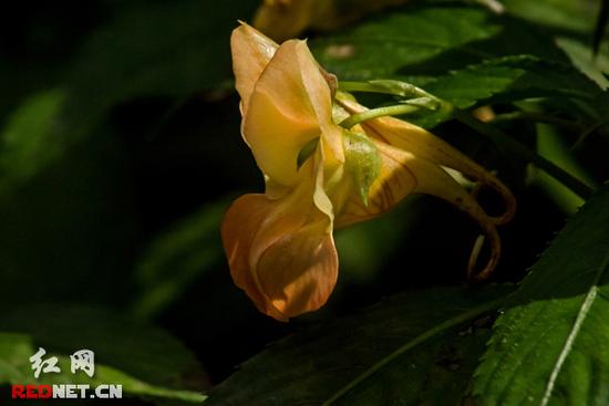 湖南齊云峰國家森林公園首次發現龍蝦花
