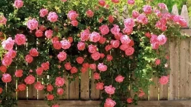 如何設計陽臺花園
