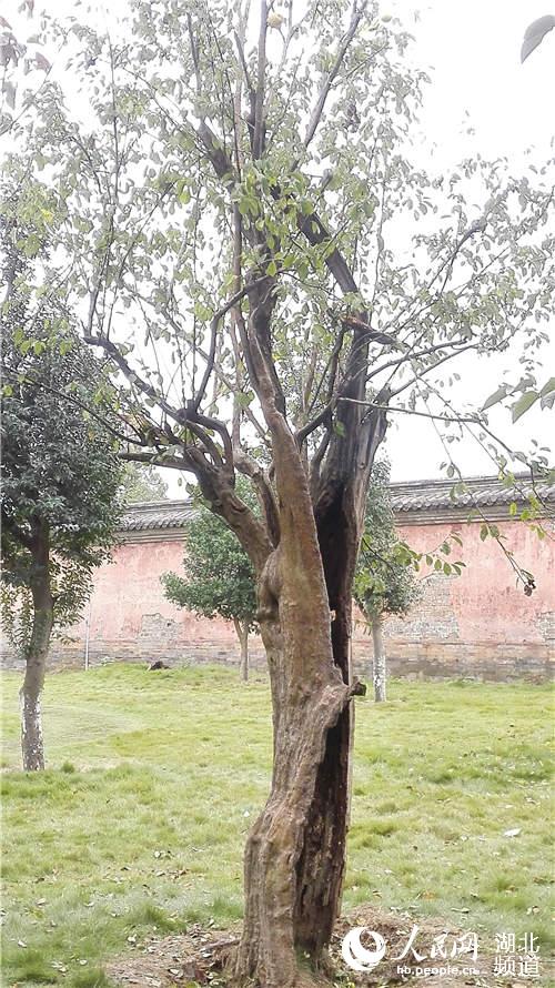 武當(dāng)山玉虛宮內(nèi)80年古樹只剩“一張皮”