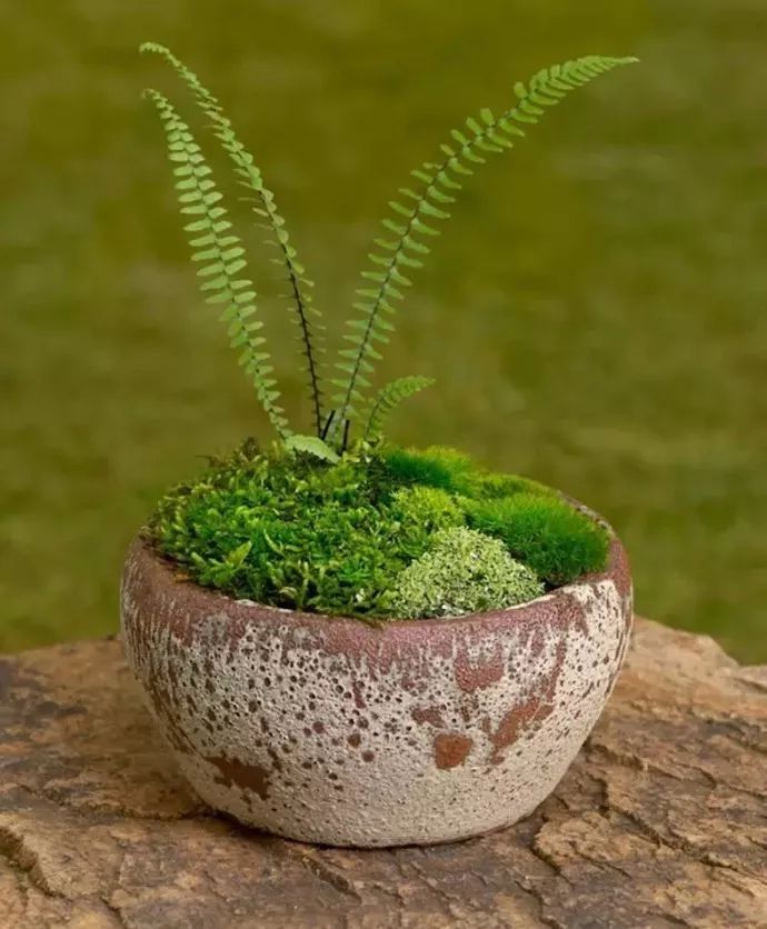 蕨類植物的花藝美學