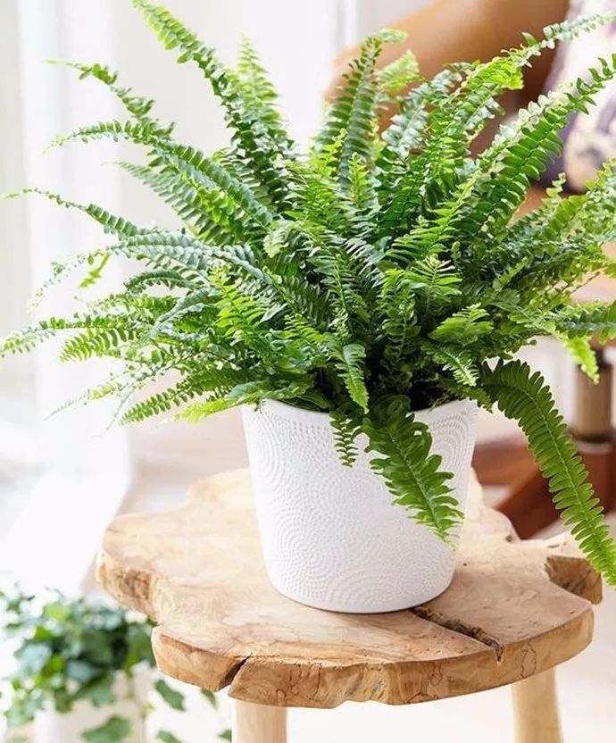 蕨類植物的花藝美學