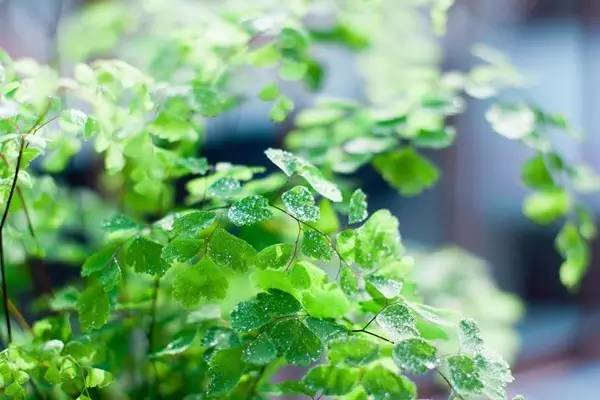 家養花卉病蟲害防治方法