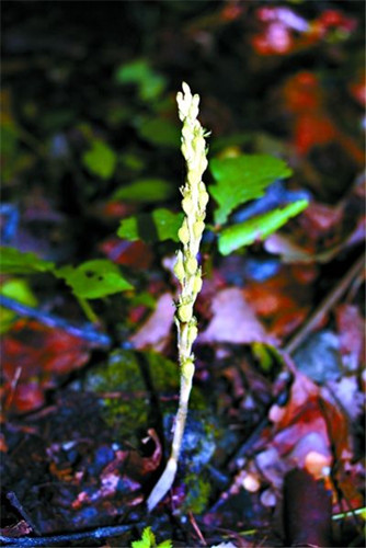 北京發(fā)現(xiàn)野生蘭花新物種 命名為北京無(wú)喙蘭