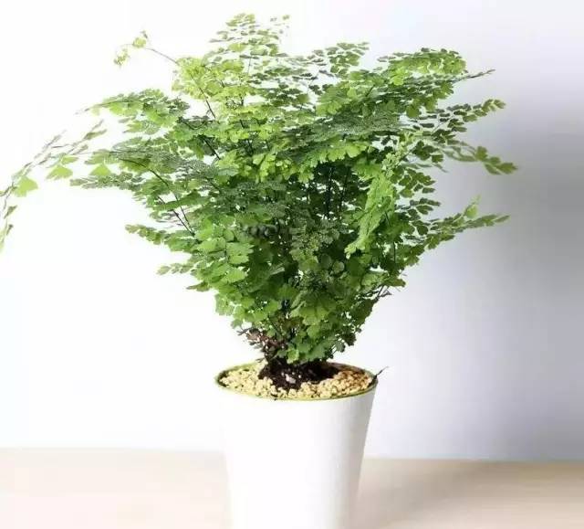 植物也看氣質，哪種花卉更適合你的家？