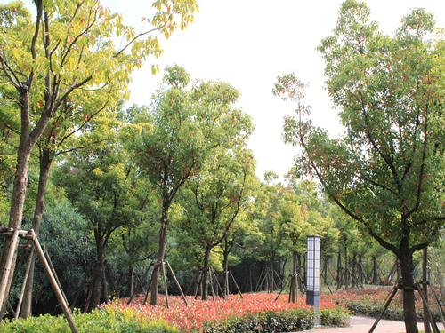 園冶杯專業獎:2015年小游園建設工程A標段