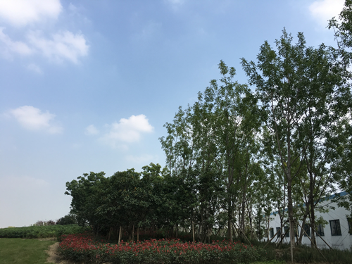 園冶杯專業(yè)獎：中環(huán)快速路景觀綠化工程二標(biāo)段