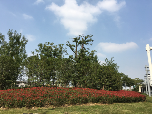 園冶杯專業(yè)獎：中環(huán)快速路景觀綠化工程二標(biāo)段