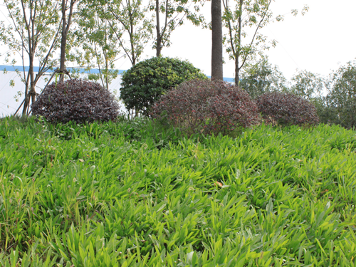 園冶杯專業(yè)獎：中環(huán)快速路景觀綠化工程二標(biāo)段