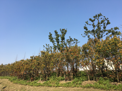 園冶杯專業(yè)獎：中環(huán)快速路景觀綠化工程二標(biāo)段
