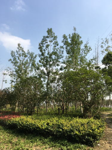 園冶杯專業(yè)獎：中環(huán)快速路景觀綠化工程二標(biāo)段