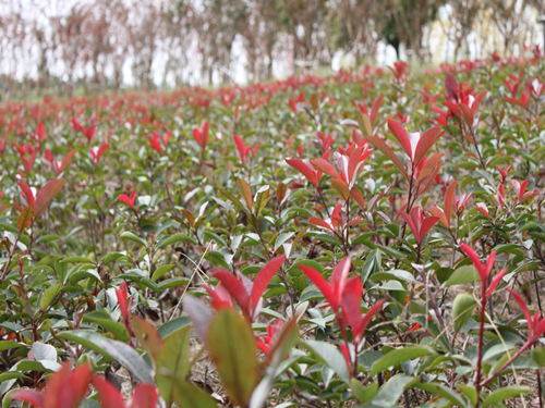 園冶杯專業(yè)獎：中環(huán)快速路景觀綠化工程二標(biāo)段