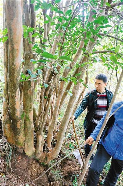 陜西鎮(zhèn)安發(fā)現(xiàn)200余畝油茶古樹群落