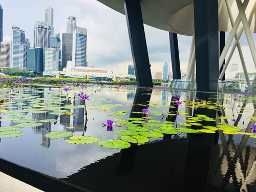 2017新加坡景觀考察——感受花園中的城市