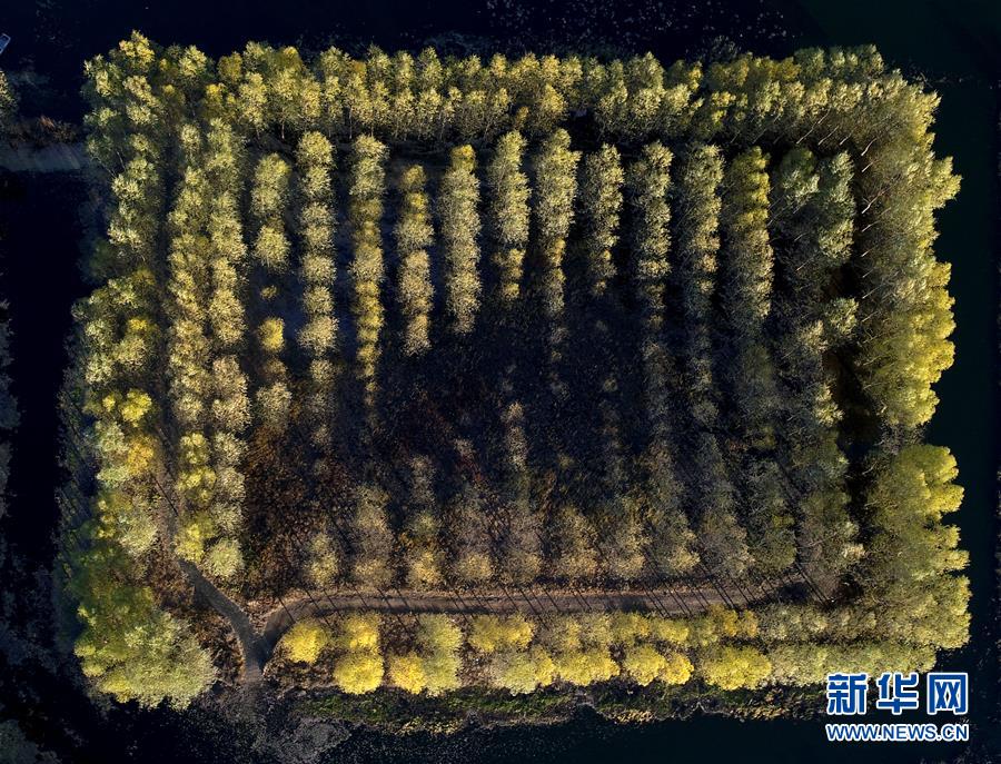 天津水庫濕地防護林泛黃凋落 美景如畫