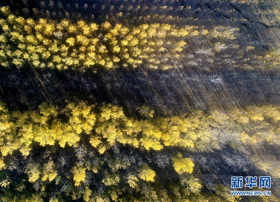 天津水庫濕地防護林泛黃凋落 美景如畫