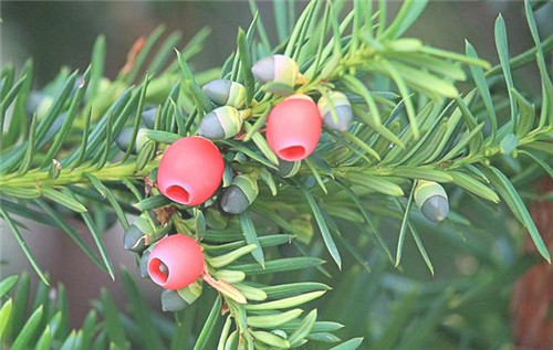 植物分類知多少