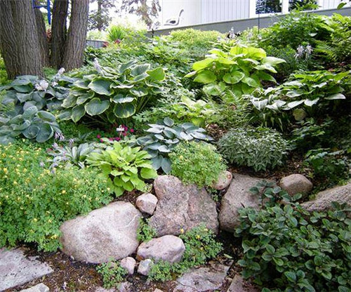 美國明尼蘇達(dá)耐陰花園設(shè)計(jì)