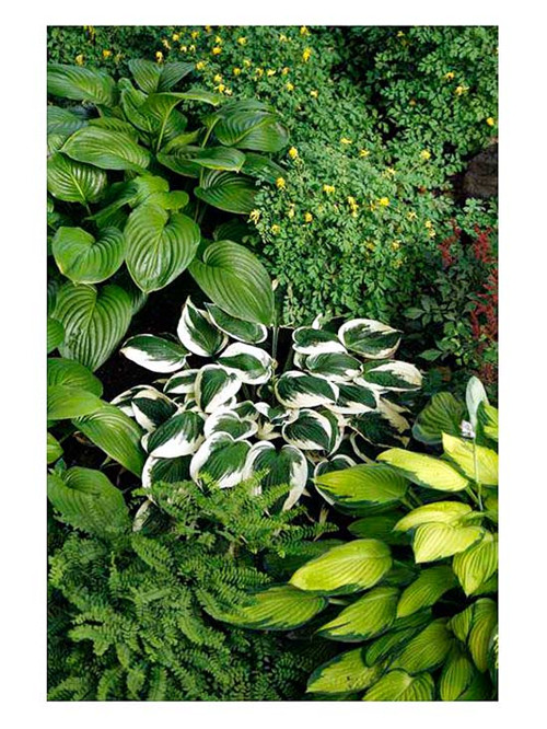美國明尼蘇達(dá)耐陰花園設(shè)計(jì)