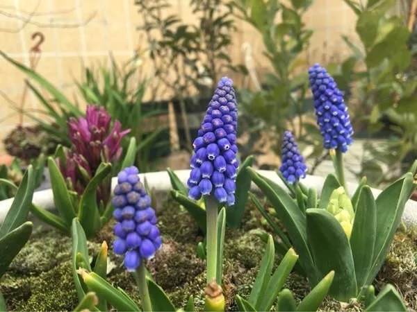 新型觀賞綠植花卉，漂亮得像假花