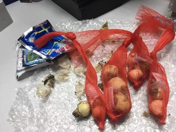 新型觀賞綠植花卉，漂亮得像假花