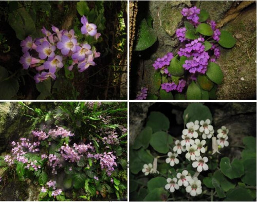 華南植物園喀斯特植物物種形成的研究進展