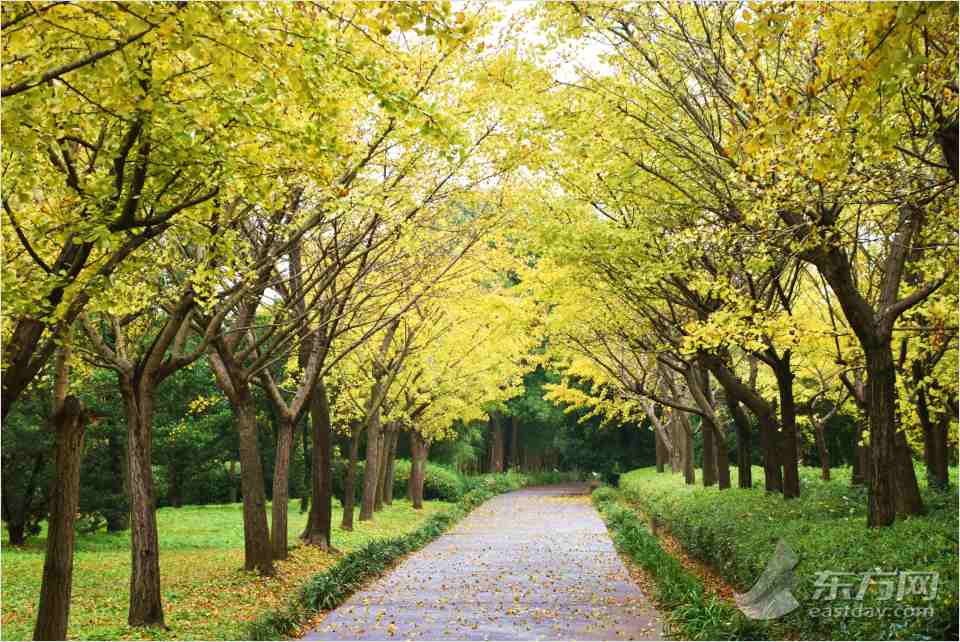 共青森林公園彩葉樹種進入最佳賞葉期