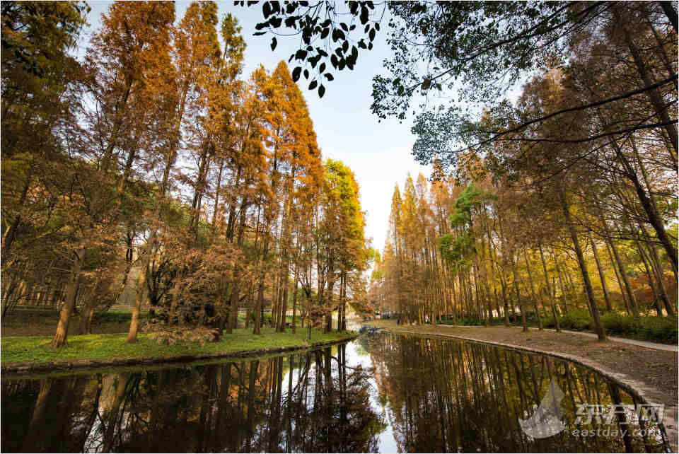 共青森林公園彩葉樹種進入最佳賞葉期